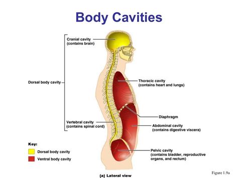 Body Cavities