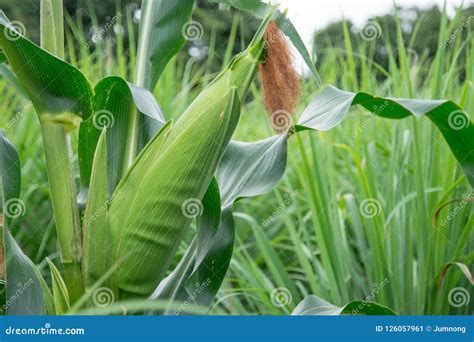 Close Up Corn Cob In Corn Field Stock Image Image Of Farm Crop