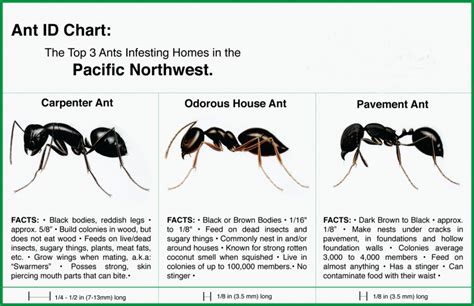 Moisture ants vs carpenter ants