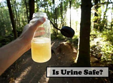 Is Urine Safe To Use In The Garden