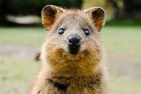 unique animals  australia brisbane kids