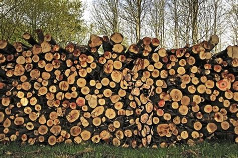 Độc đáo bộ ảnh thiếu nữ nude ngụy trang giữa thiên nhiên