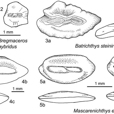 Otolith Terminology And Explanation Of Morphometric Measurements The Download Scientific