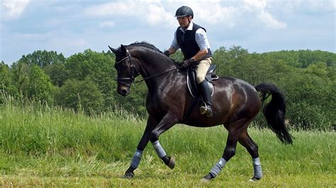 learning  ride  adults horses   beginners
