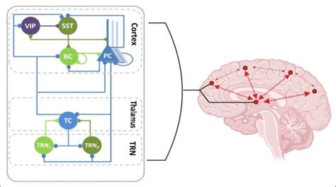 Thalamocortical System In High Thalamocortical Connectivity State Download Scientific Diagram