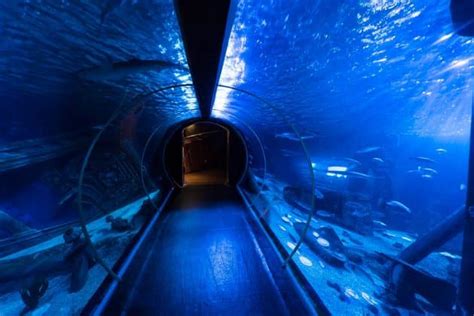 Les Meilleurs Aquariums De France