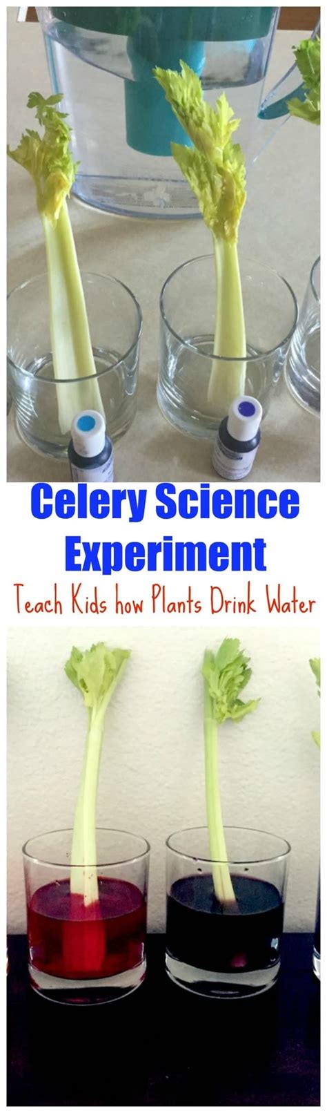 How Plants Drink Water Celery Science Experiment • Midgetmomma