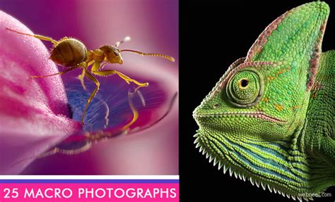 24 Beautiful Macro Photography examples and ideas