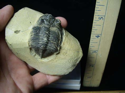 Rare Fossilized Trilobite Zlichovaspis C The Stones Bones