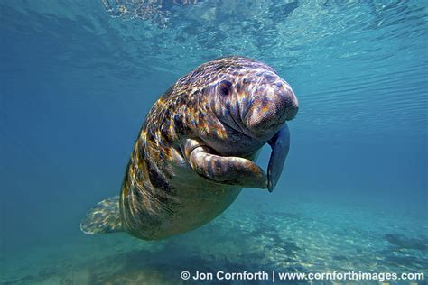 Manatee / Manatees that walked on land - Evolution For Skeptics / Manatee commune aka grant ...