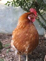 Red Sex Link Backyard Chickens Learn How To Raise Chickens