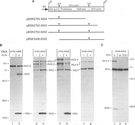 Analysis Of Hcv Polyprotein Processing In An In Vitro Translation