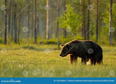 Morning Light With Big Brown Bear Walking Around Lake In The Morning