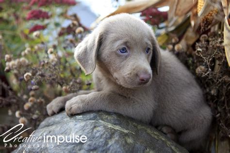 Creative Impulse: Silver and Chocolate Lab Puppies