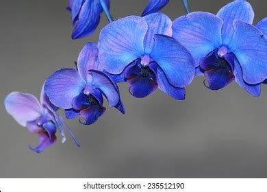 Blue Purple Orchids Stock Photo (Edit Now) 235512190