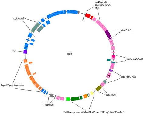 Figure 1 From Complete Nucleotide Sequence Of CTX M 15 Plasmids From