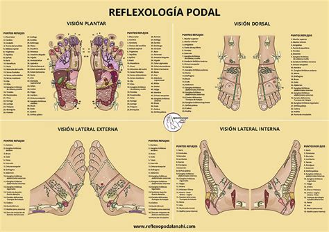 Póster descargable de Reflexología Podal Reflexología Podal Anahí