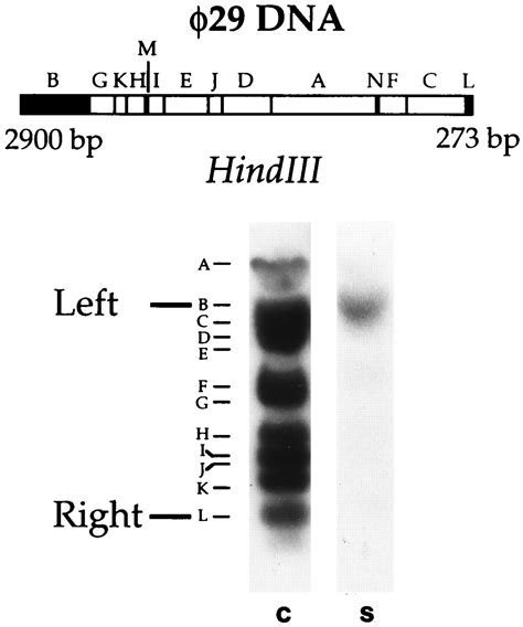 In Vitro Evolution Of Terminal Protein Containing Genomes Pnas