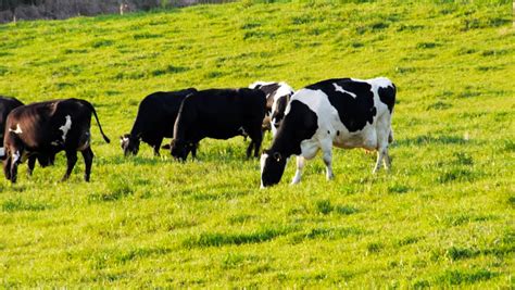 Stock Video Of A Herd Of Dairy Cows Graze 4920974 Shutterstock