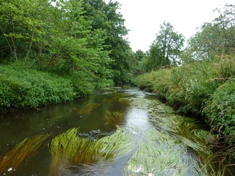 Streamside diary: Tributary of a Tributary