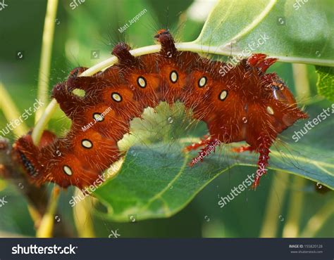 Large Polymorphic Imperial Moth Caterpillar Comes Stock Photo 155820128 ...