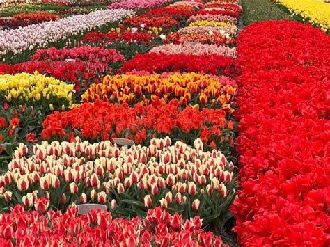 From Amsterdam Private Driver To And From Keukenhof Gardens GetYourGuide