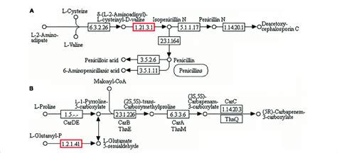 "Biosynthesis of antibiotics" pathway. (A) Biosynthesis of penicillin ...