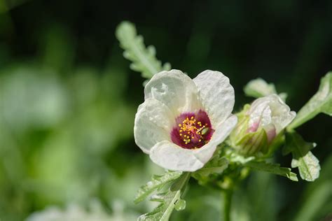 Flower Art Hibiscus Trionum Aka Flower Of An Hour Blad… Flickr