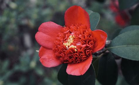 A Blooming Red Tea Flower Background One Flower Blooming Red