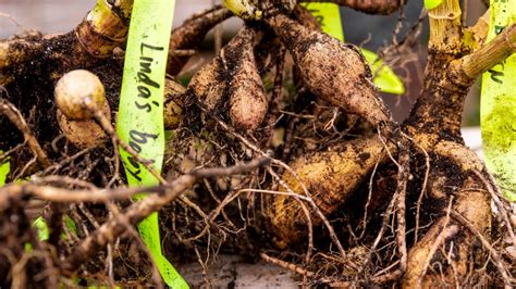 Preparing Dahlia Tubers For Winter Digging Prep YouTube