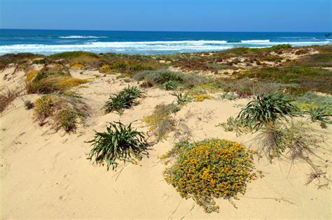 Baia Delle Mimose Sardegnaturismo Sito Ufficiale Del Turismo Della