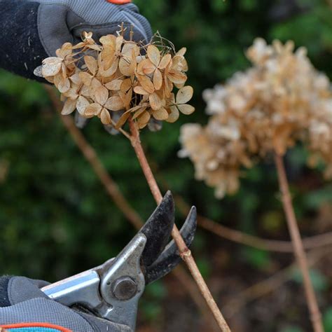 Snoeien De Basisregels Tuincentrum Pelckmans