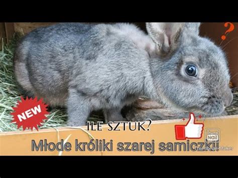 Młode króliki szarej samiczki Ile jest sztuk YouTube