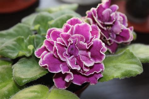 Ек сингапур фиалка описание - фото