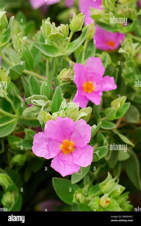 Rock Rose Cistus Albidus Stock Photo Alamy