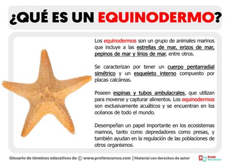 Qu Es Un Equinodermo Definici N De Equinodermo