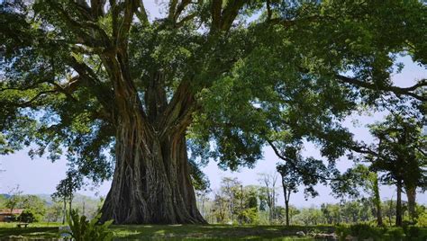 Le génie des arbres à ne pas rater sur France 5 France Inter