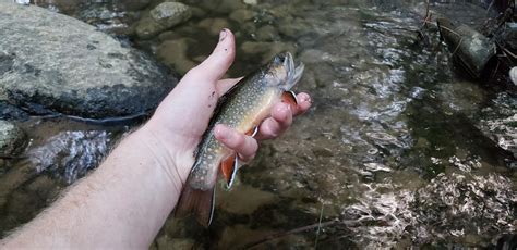 Brook trout from a small mountain stream. Love these guys! : r/troutfishing