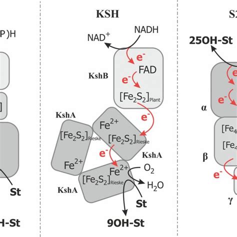 Schematic Representation Of Electron Transfer In Various Catalytic