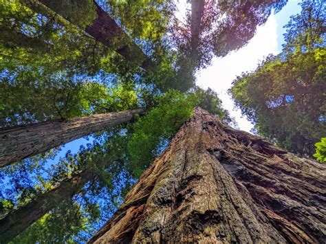 Premium Photo | Redwood trees in forest