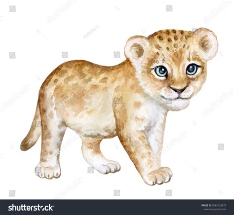 Lion Baby Lion Cub Watercolor Isolated Stock Illustration 1933053875 ...