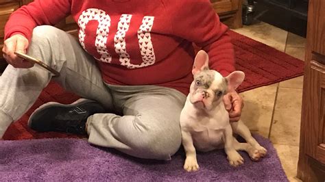 Lilac And Tan Merle Pied Frenchie Puppy Youtube