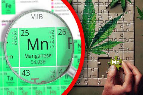 Manganese Deficiency In Cannabis Signs Solutions And Prevention Crop King Seeds