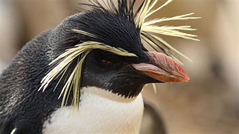 Nine Amazing Flightless Birds | The Weather Channel