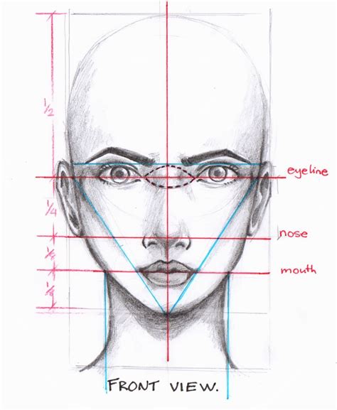 face anatomy drawing 6
