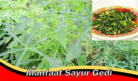 Temukan Manfaat Sayur Gedi Yang Jarang Diketahui Biotifor