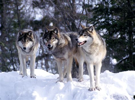 Wolf Country, the pack, body postures and social structure