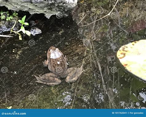 Frog in the Pond stock image. Image of plants, pond - 101762041