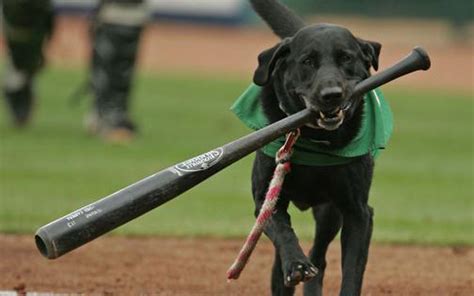 Farewell To Baseballs Most Adorable Ball Fetching Dog