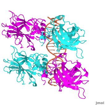 P53 DNA Recognition Proteopedia Life In 3D